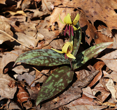 Erythronium umbilicatum